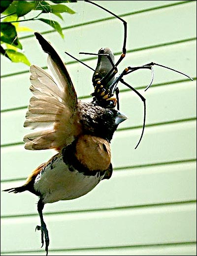 spider eats bird ringer