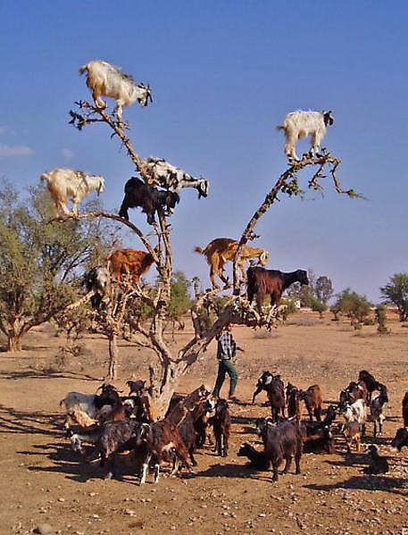 argan goats